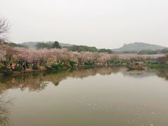 -武汉大学-樱园