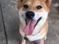 -柴犬高等学院·狗咖·柴犬售卖·宠物训练