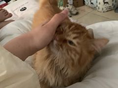 -北京恒爱动物医院(清景园分院)