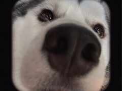 -Husky Go! 哈士奇体验馆·宠物咖啡厅狗咖