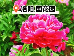 -洛阳国花园