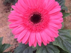 -松山湖梦幻百花洲