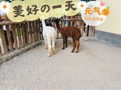 -银川动物园