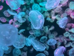 -江和美海洋公园