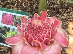 -中国科学院西双版纳热带植物园