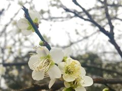 -香雪海