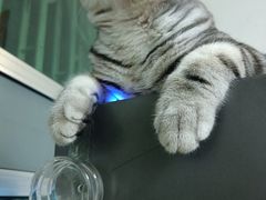 -lincat·猫舍(广州店)