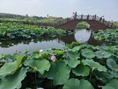 -荷塘月色湿地公园·向阳花洲