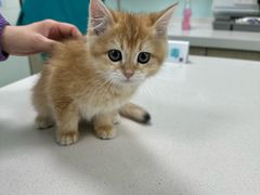 -北京观赏动物医院·24小时大型综合·猫专科·异宠专科