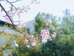 -武汉大学-樱园