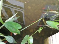 -素满香·素食自助餐(苏州·临顿路店)