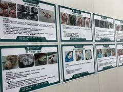 -东莞宠友24H宠物中心医院·转诊夜诊·异宠(新河北路院)