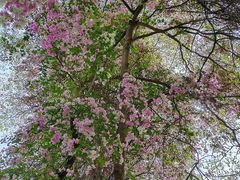 -深圳国际园林花卉博览园