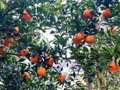 -樱桃山旅游景区