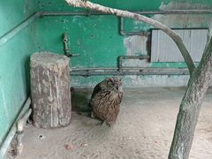 -西霞口神雕山野生动物世界