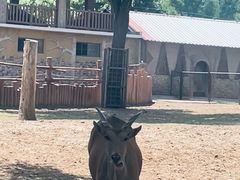 -石家庄市动物园