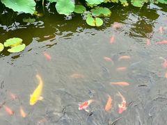 -龙头寺公园
