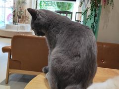 -藏猫猫咖啡主题馆(中央大道店)