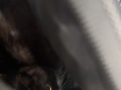 -乐琪宠物医院·犬猫专科·骨外科·急重症