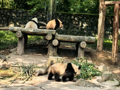 -都江堰中华大熊猫苑