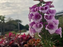 -深圳国际园林花卉博览园