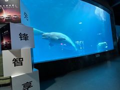 -海合安成都极地海洋公园