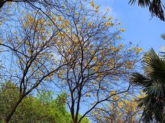 -南国桃园旅游度假区