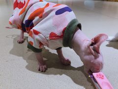 -藏猫猫咖啡主题馆(中央大道店)