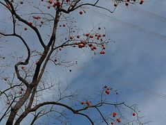 -华盛园卷子王农家菜水库鱼