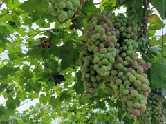 -金谷域澳洲庄园