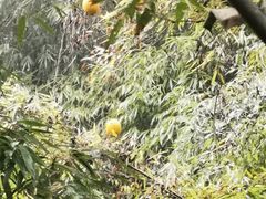 -都江堰中华大熊猫苑