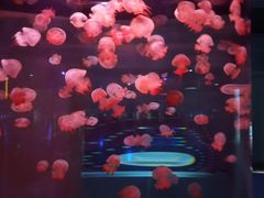 -常州海昌海洋探索馆