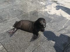 -烟台海昌鲸鲨海洋公园