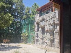 -上海野生动物园老虎餐厅