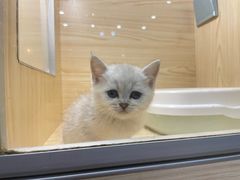 -蓝鲸·缅因猫舍