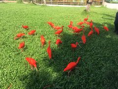 -广州长隆飞鸟乐园