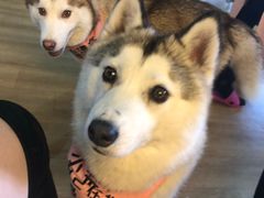 -Husky Go! 哈士奇体验馆·宠物咖啡厅狗咖