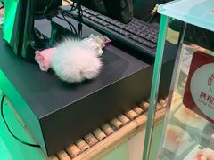 -六时安·熊猫张甜品店(东关街店)