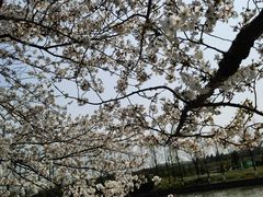 -高东镇樱花园