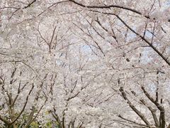 -苏州上方山国家森林公园