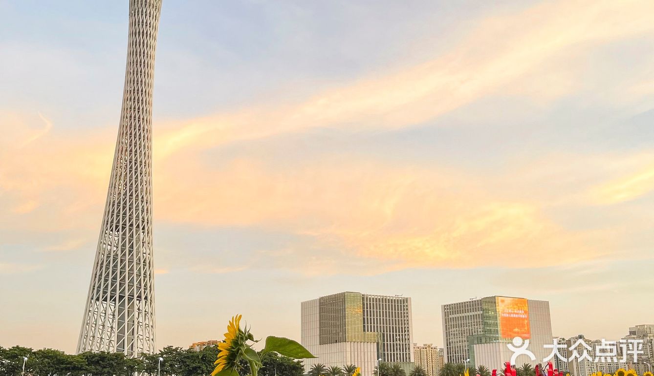 🌻金黄色向日葵花海 广州塔下的浪漫