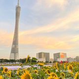 🌻金黄色向日葵花海 广州塔下的浪漫