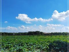 -荷塘月色湿地公园·向阳花洲