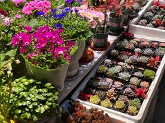 -双季花艺园艺市场(浦东店)