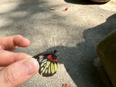 -梧桐山风景名胜区