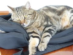 -Catmate·猫肥家润(金润铂宫店)