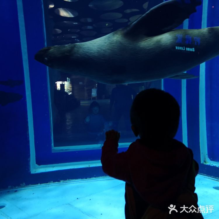 #昆明亲子游#99块玩转融创海世界!