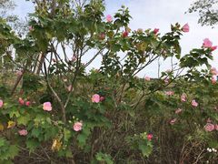 -春花秋色城市公园