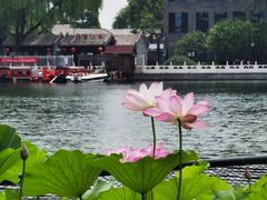 -莲花池公园