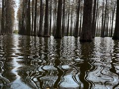 -渌洋湖湿地公园